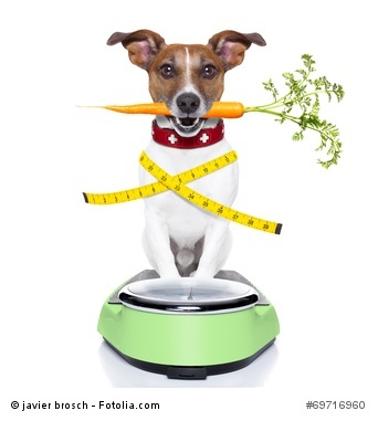 Diät Hund Katze