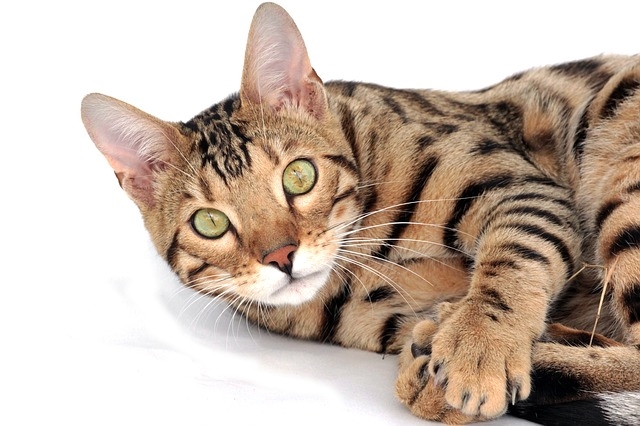 Bengal Katze – eine Raubkatze für zuhause