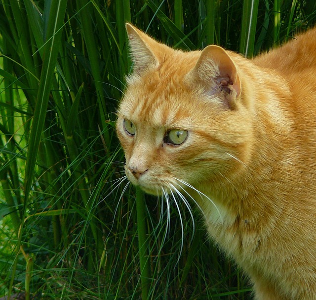 Europäisch Kurzhaar – unsere heißgeliebten Hauskatzen