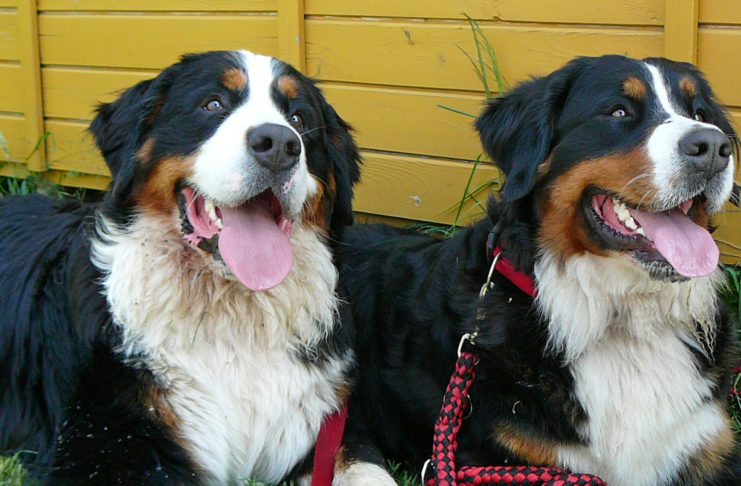 Berner Sennenhund