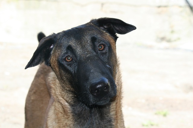Malinois
