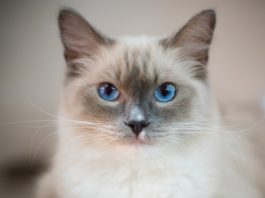 Ragdoll
