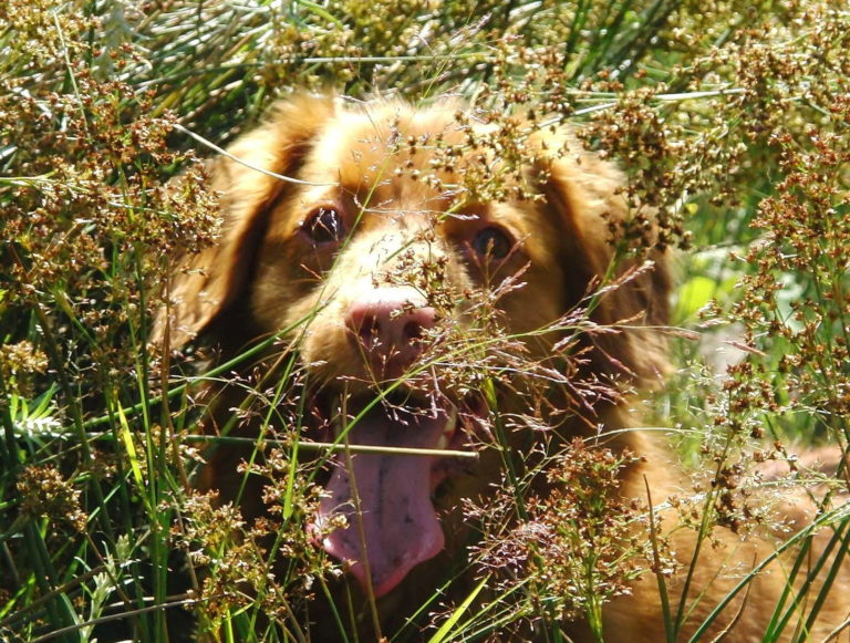 Nova Scotia Duck Tolling Retriever