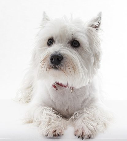 West Highland Terrier