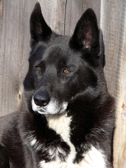 Laika