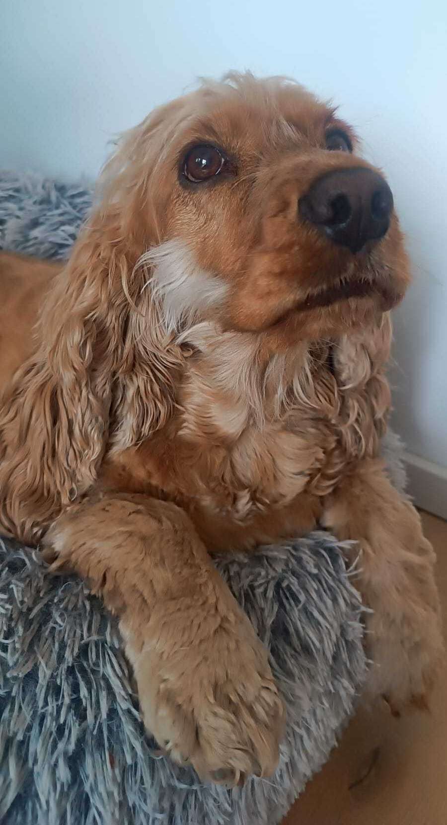 Cocker Spaniel