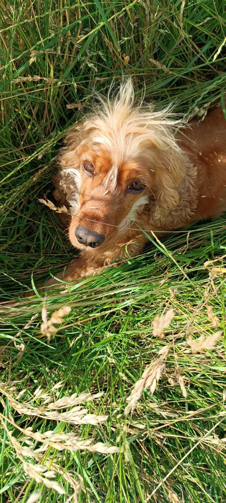 Cocker Spaniel