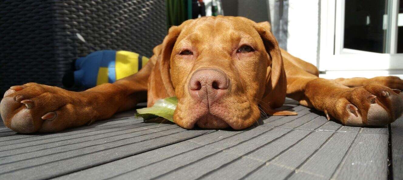 Magyar Vizsla