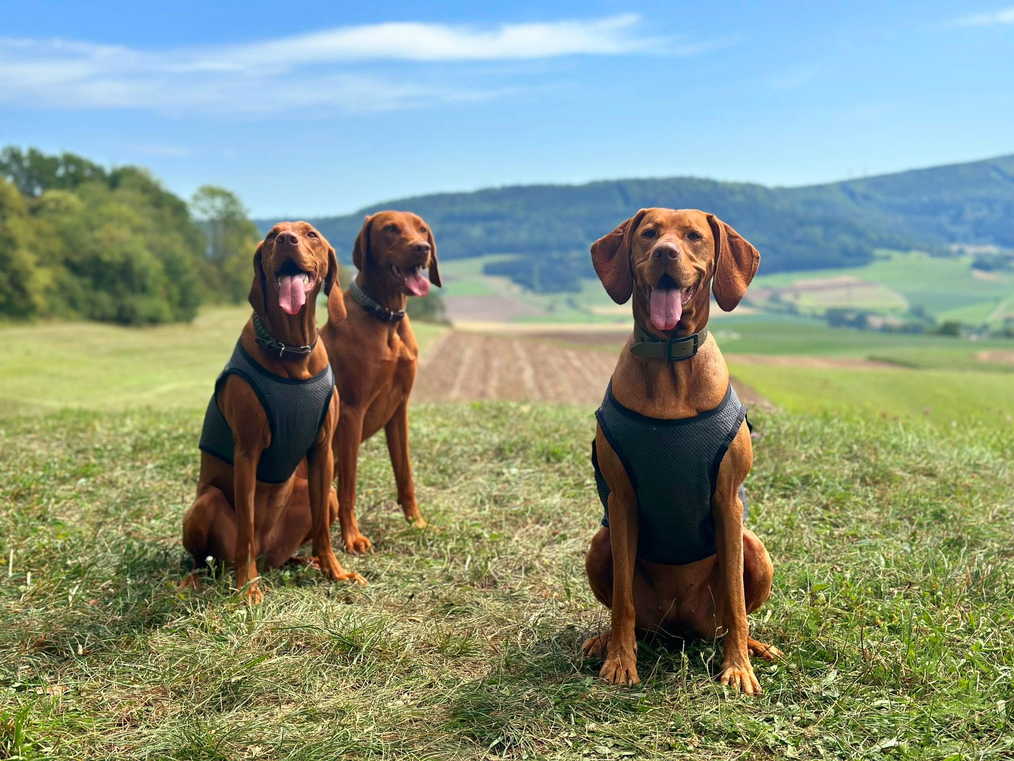 Magyar Vizsla