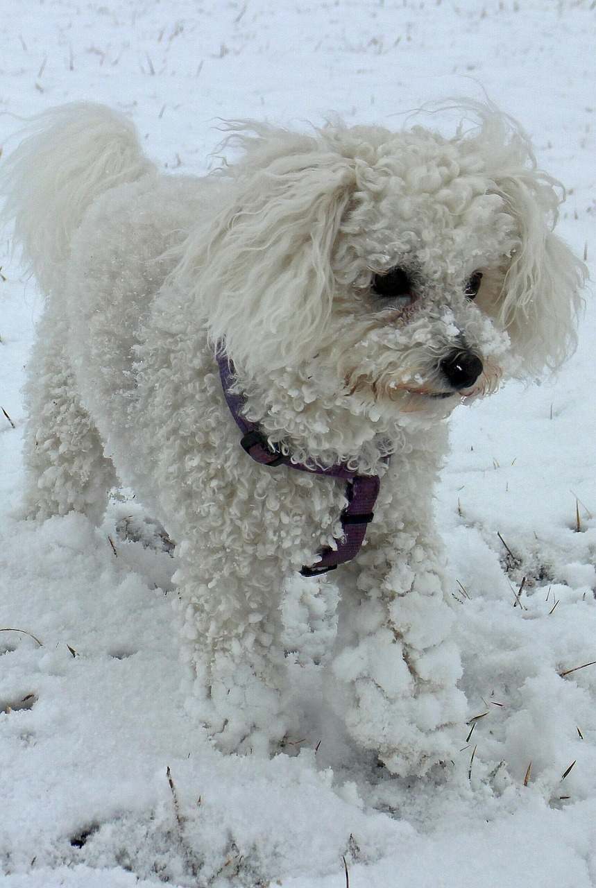 Bichon
