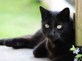 Bombay Katze