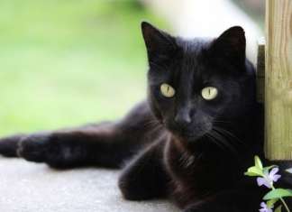 Bombay Katze