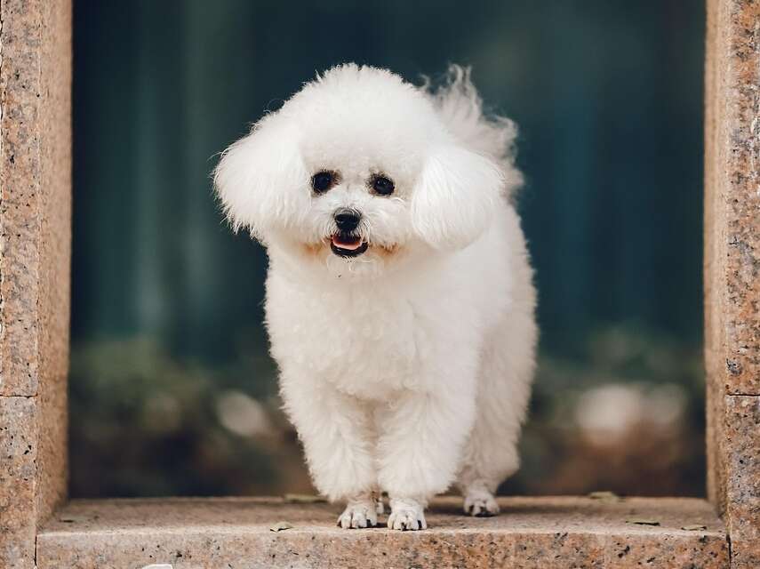 Bichon