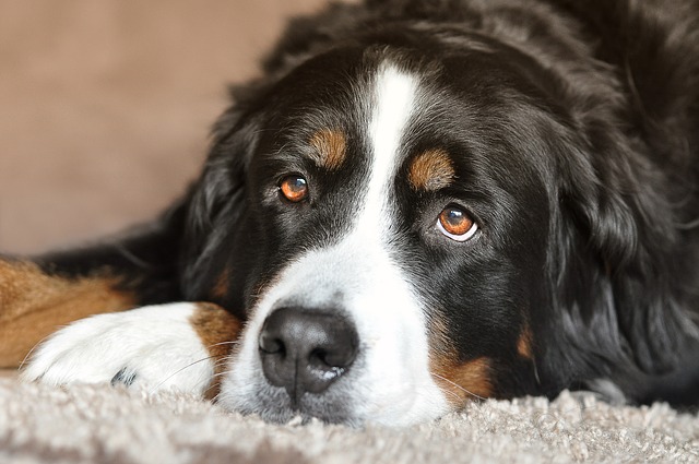 Sennenhund