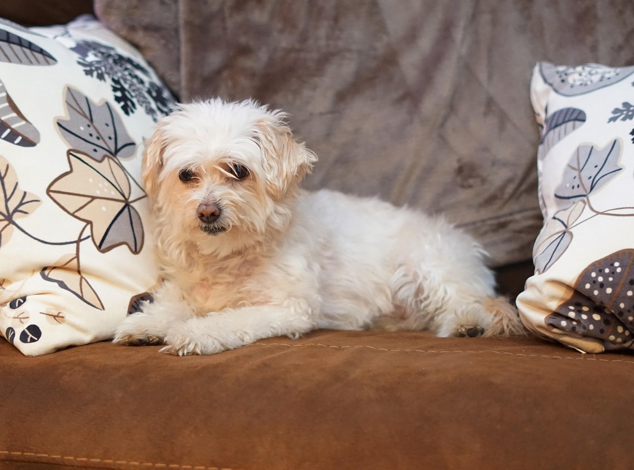 Bichon