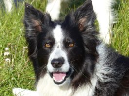 Border Collie