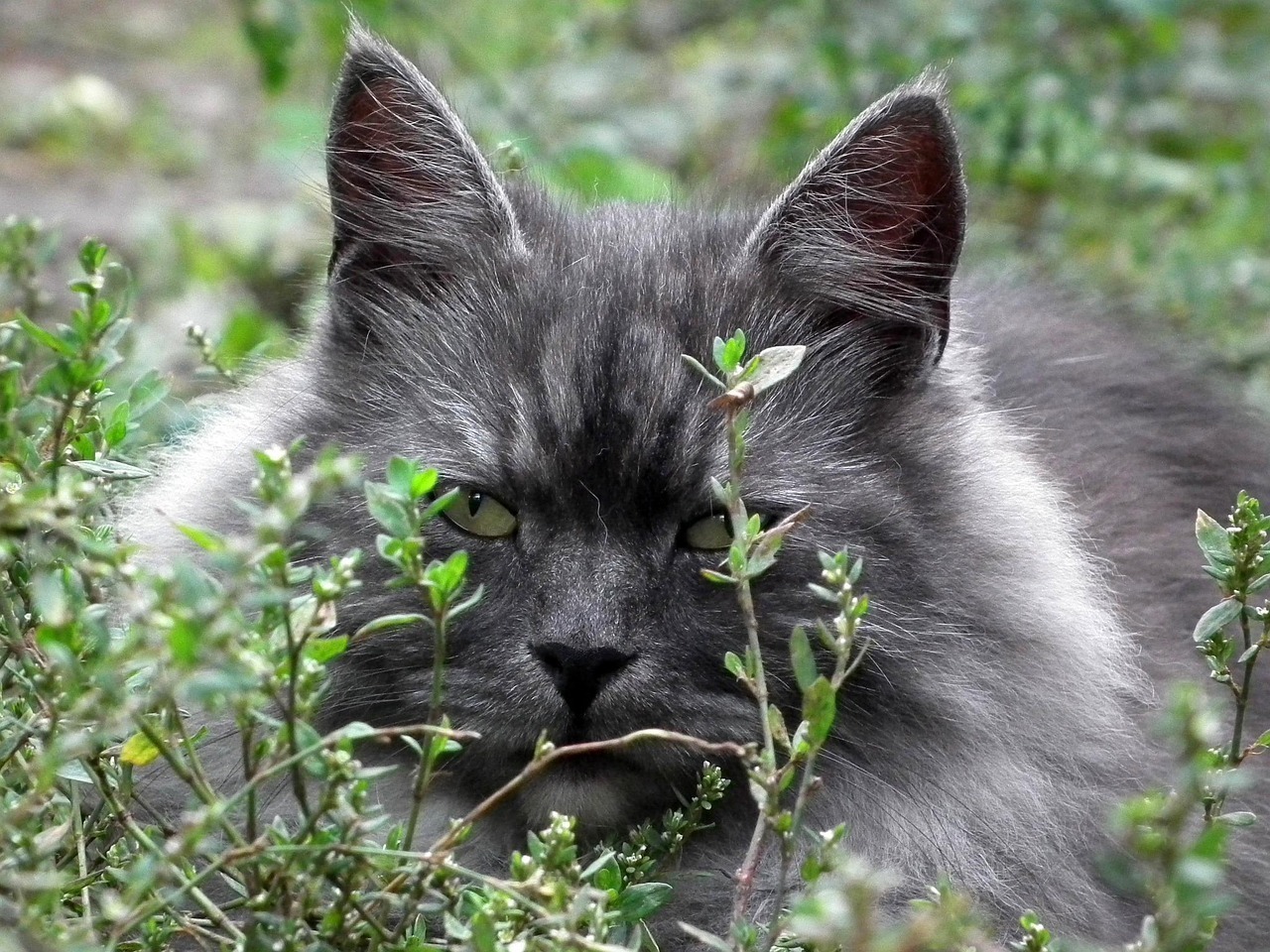 Sibirische Waldkatze