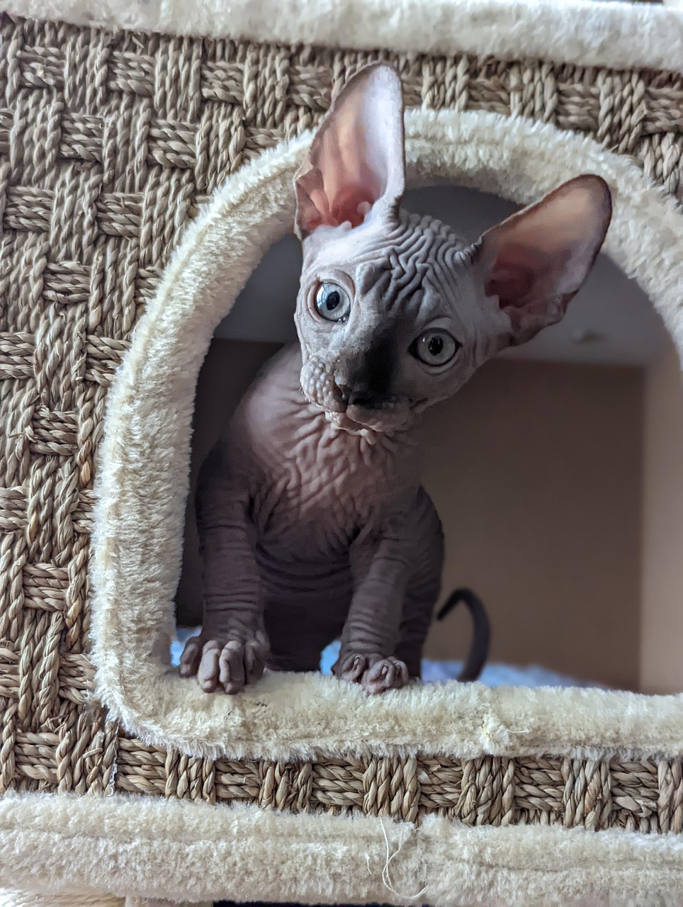 Sphynx