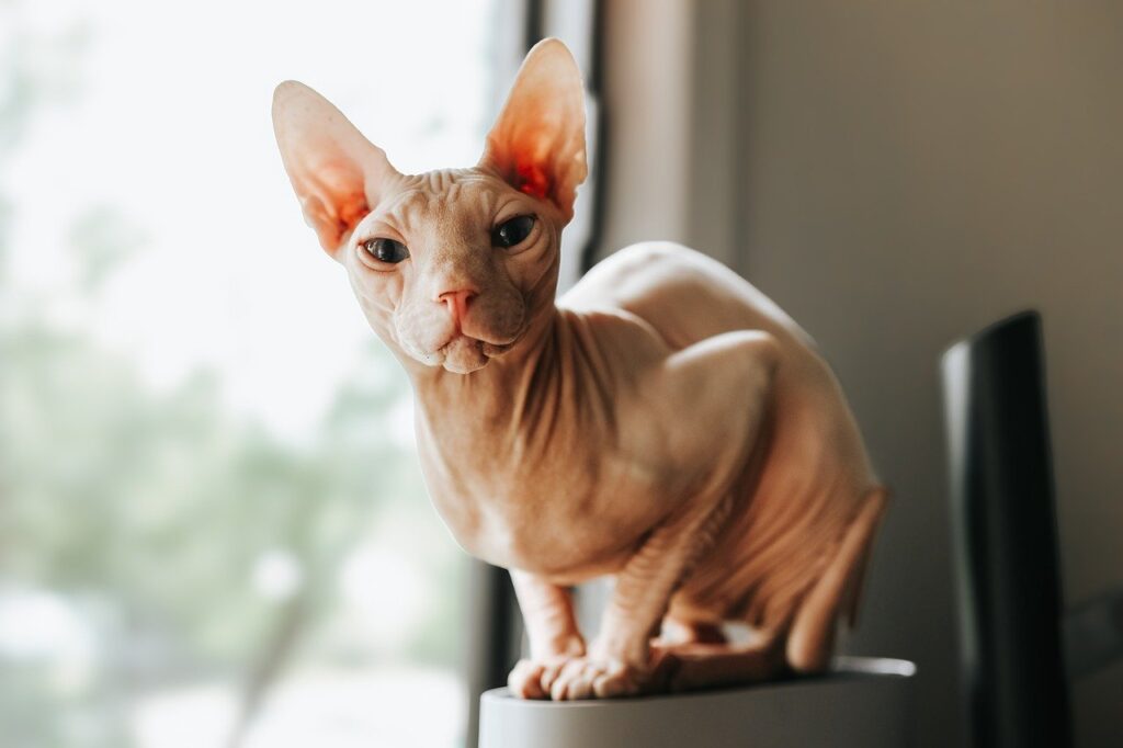 sphinx katze