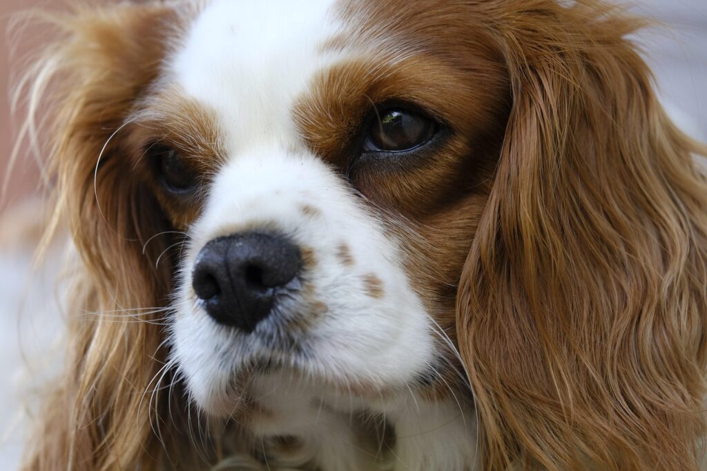 cavalier-king-charles