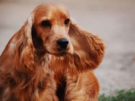 Cocker Spaniel