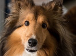 Collie