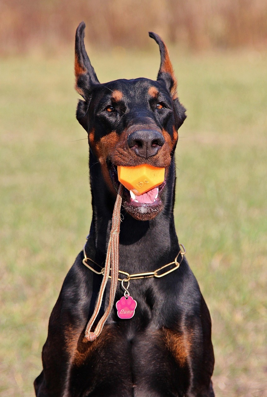 Dobermann