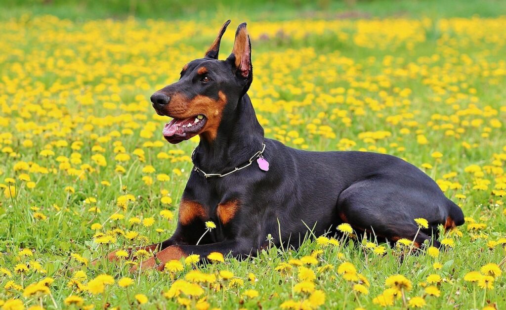 doberman auf wiese