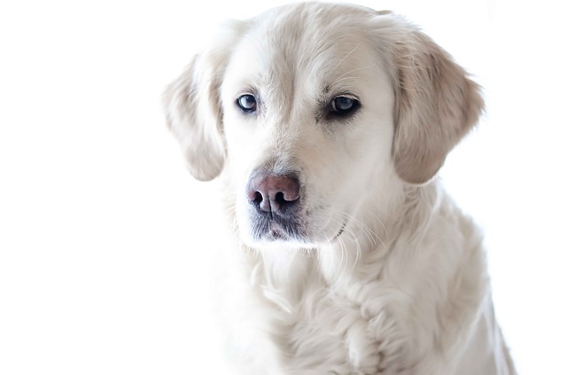 Golden Retriever – der klassische Familienhund