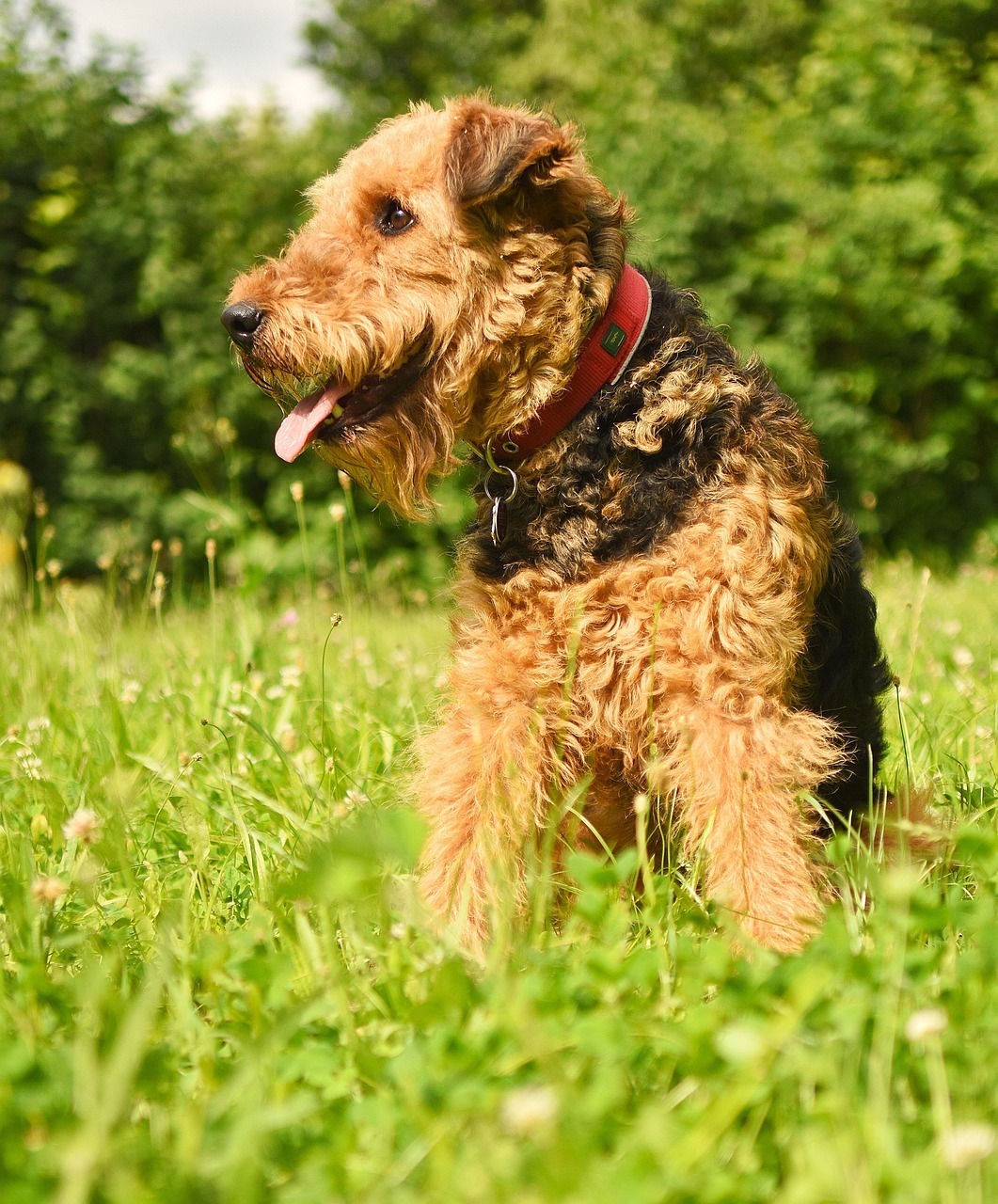 Airedale Terrier - ein Hund mit Köpfchen und Charakter