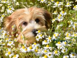 Bichon