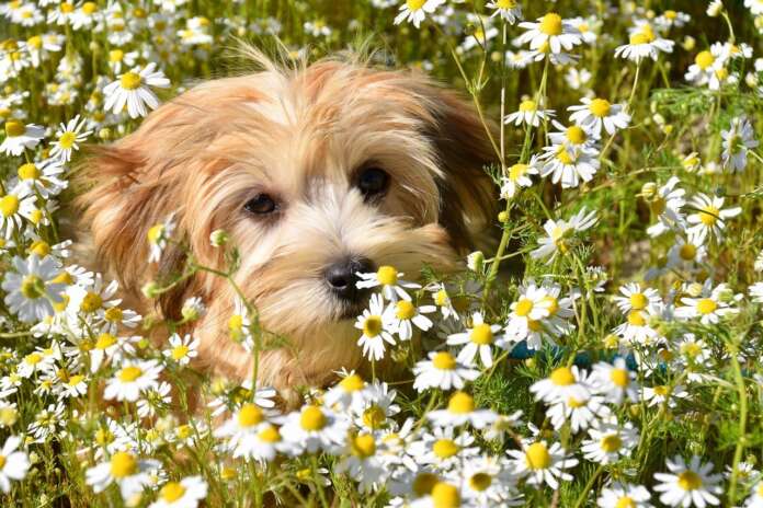 Bichon