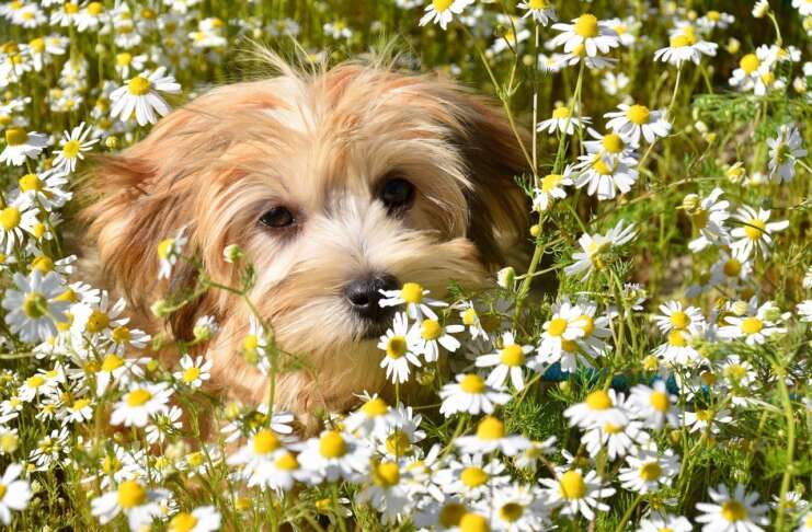 Bichon