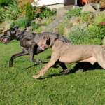 Deutsche Dogge
