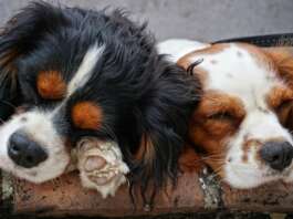Cavalier King Charles Spaniel