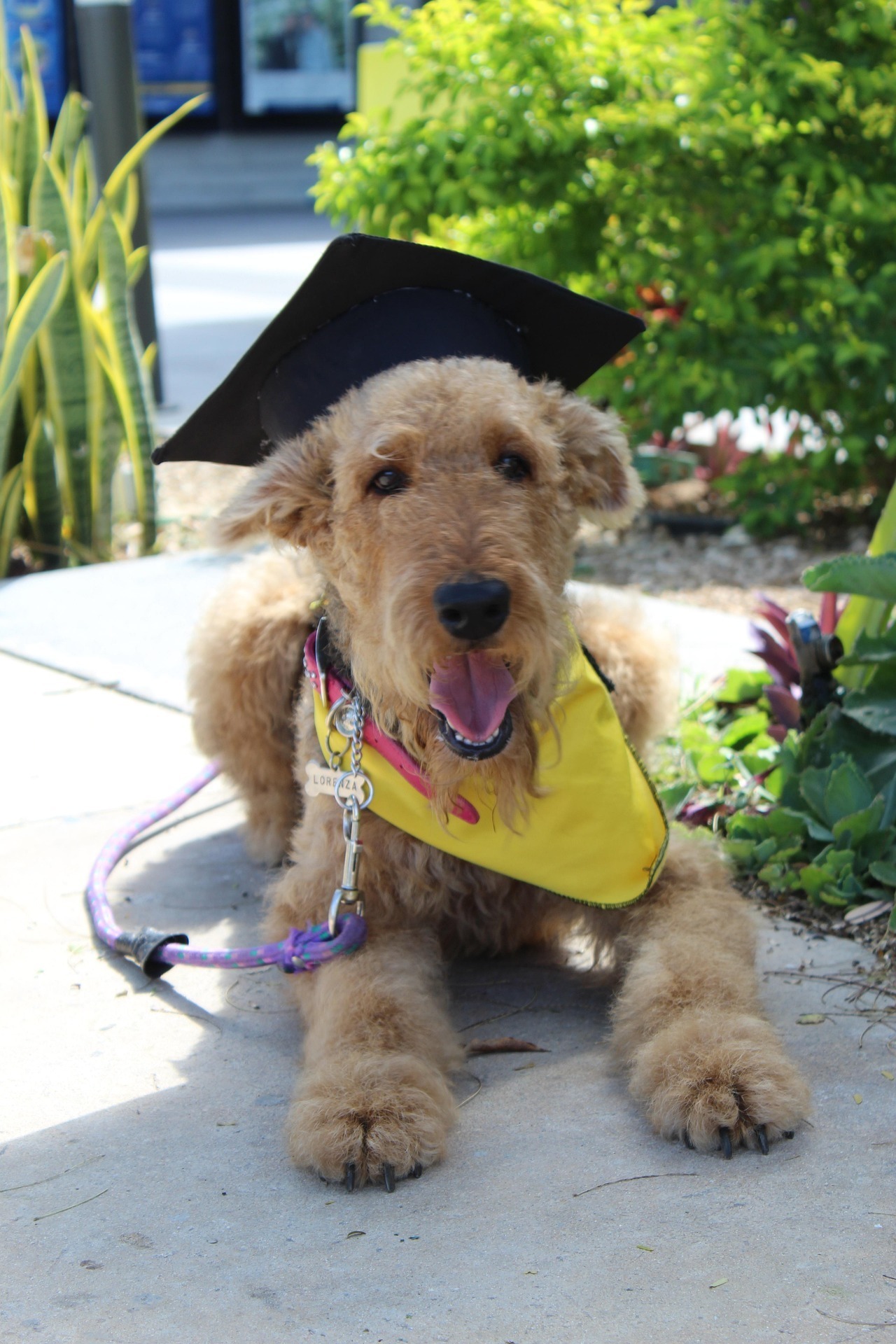 Airedale Terrier