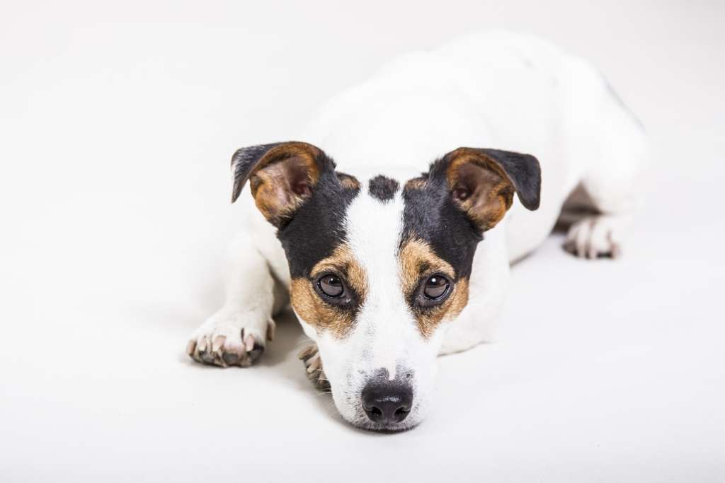 (Parson) Jack Russell Terrier ein Energiebündel Pfotencafe Leben