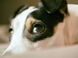 Jack Russel Terrier