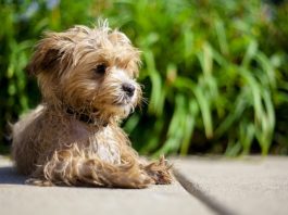 Maltipoo