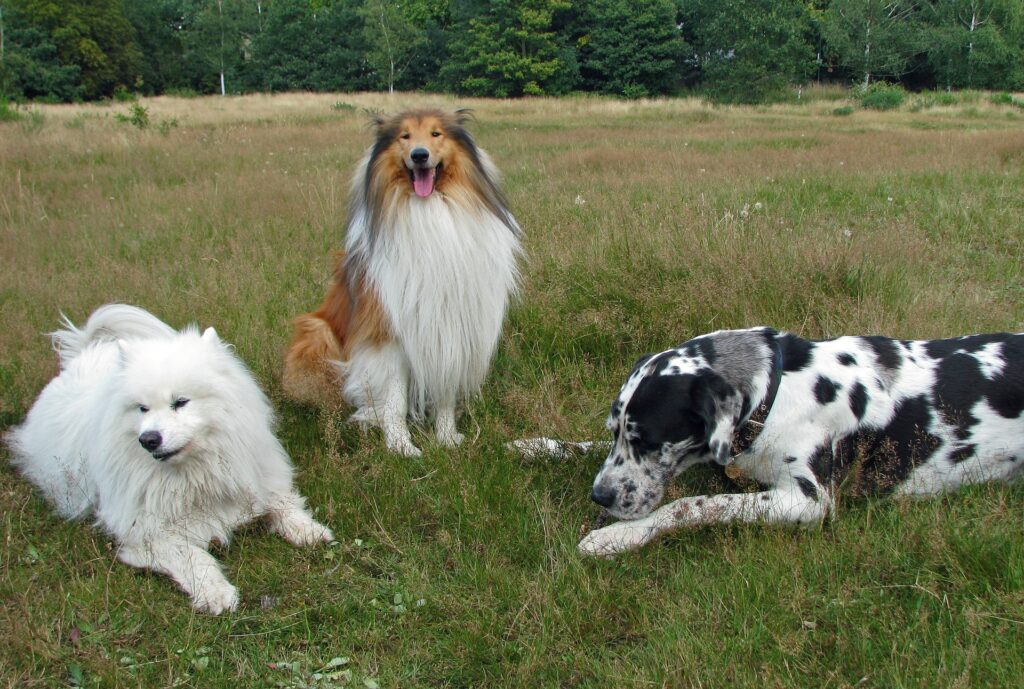 Ein Hund soll es werden