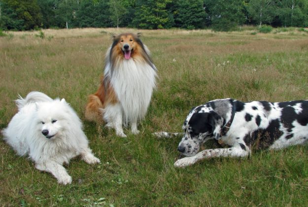 Ein Hund soll es werden&hellip; Pfotencafe Leben mit Hund und Katze