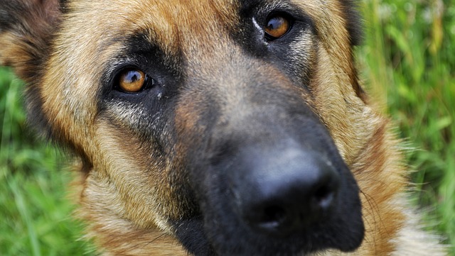 Deutscher Schäferhund – weltweit die bekannteste deutsche Hunderasse