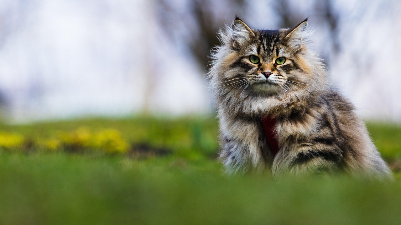 Sibirische Waldkatze