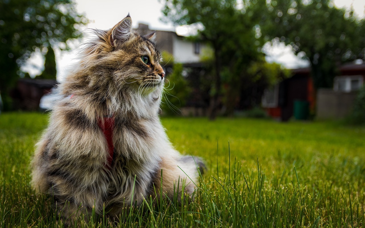 Sibirische Waldkatze
