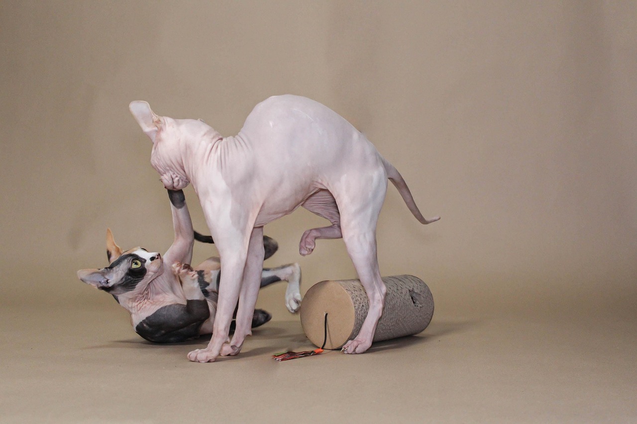 Sphynx Katze