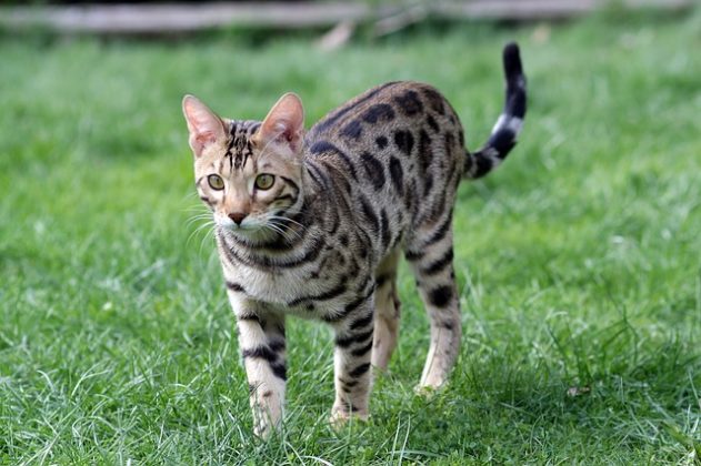 Bengal Katze - eine Raubkatze für zuhause - Pfotencafe - Leben mit Hund