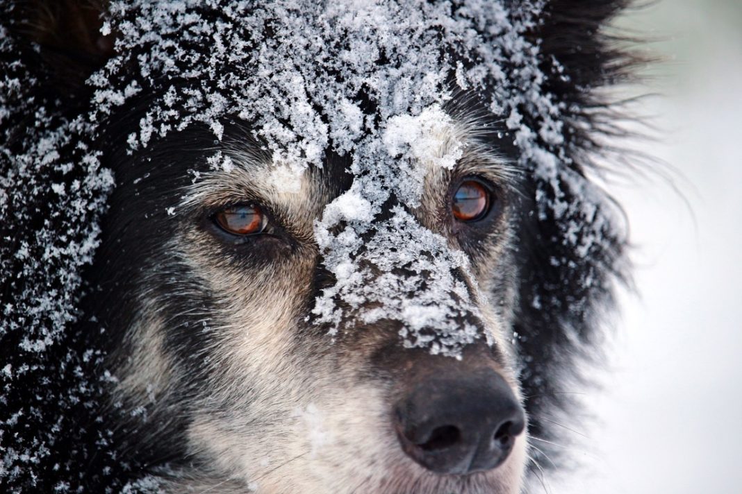 SchneeGastritis Pfotencafe Leben mit Hund und Katze