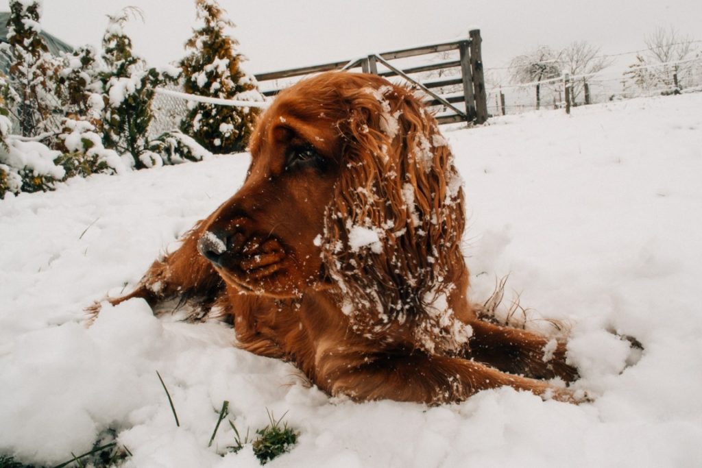 SchneeGastritis Pfotencafe Leben mit Hund und Katze