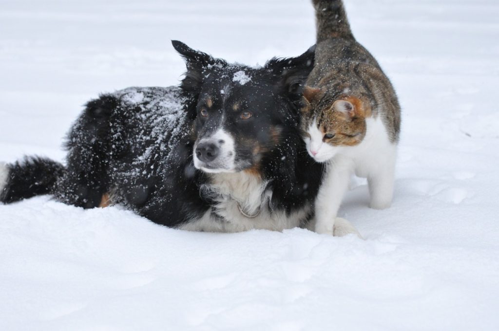 Pfotenpflege im Winter Pfotencafe Leben mit Hund und Katze