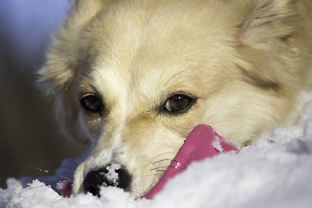 SchneeGastritis Pfotencafe Leben mit Hund und Katze